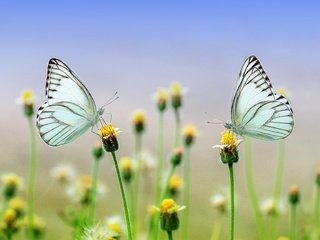 Обои цветы, природа, макро, крылья, насекомые, бабочки, стебли, flowers, nature, macro, wings, insects, butterfly, stems разрешение 5184x3456 Загрузить