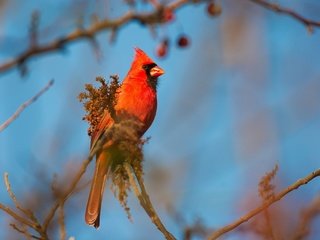 Обои небо, ветка, птица, клюв, перья, кардинал, красный кардинал, the sky, branch, bird, beak, feathers, cardinal, red cardinal разрешение 2048x1363 Загрузить