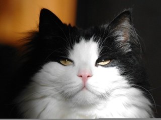 Обои глаза, кот, мордочка, усы, кошка, взгляд, пушистый, ушки, eyes, cat, muzzle, mustache, look, fluffy, ears разрешение 2560x1600 Загрузить
