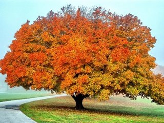 Обои дорога, природа, дерево, пейзаж, туман, ветки, листва, осень, road, nature, tree, landscape, fog, branches, foliage, autumn разрешение 3008x2000 Загрузить