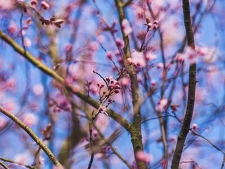 Обои цветы, природа, цветение, ветки, размытость, весна, розовые, flowers, nature, flowering, branches, blur, spring, pink разрешение 5472x3648 Загрузить