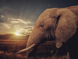 Обои закат, слон, профиль, уши, саванна, бивни, sunset, elephant, profile, ears, savannah, tusks разрешение 2048x1260 Загрузить