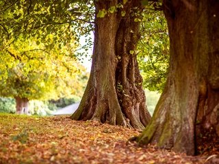 Обои деревья, природа, стволы, листва, осень, trees, nature, trunks, foliage, autumn разрешение 3000x2000 Загрузить