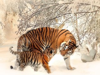 Обои тигр, морда, деревья, снег, зима, хищник, тигренок, tiger, face, trees, snow, winter, predator разрешение 3840x2160 Загрузить