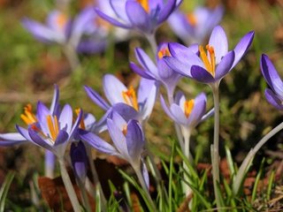 Обои цветы, лепестки, весна, крокусы, flowers, petals, spring, crocuses разрешение 2560x1707 Загрузить