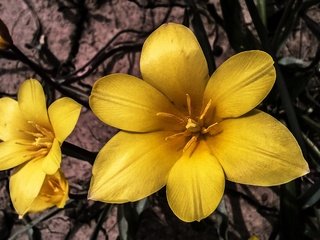 Обои лепестки, весна, тюльпаны, желтые, дикие, petals, spring, tulips, yellow, wild разрешение 3000x1685 Загрузить