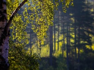 Обои деревья, природа, лес, листья, ветки, береза, боке, trees, nature, forest, leaves, branches, birch, bokeh разрешение 1920x1200 Загрузить