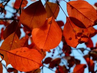 Обои природа, листья, осень, крупным планом, nature, leaves, autumn, closeup разрешение 3000x2172 Загрузить