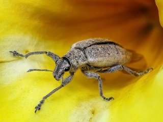 Обои жук, насекомое, крупным планом, долгоносик, beetle, insect, closeup, weevil разрешение 3974x2711 Загрузить