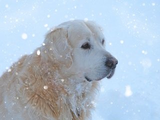 Обои мордочка, собака, золотистый ретривер, снегопад, muzzle, dog, golden retriever, snowfall разрешение 2880x1800 Загрузить