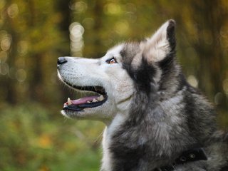 Обои мордочка, собака, профиль, хаски, боке, аляскинский маламут, muzzle, dog, profile, husky, bokeh, alaskan malamute разрешение 1920x1200 Загрузить