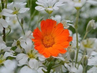 Обои цветы, лепестки, календула, ясколка, flowers, petals, calendula, cerastium разрешение 3004x1887 Загрузить