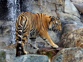 Обои тигр, вода, кошка, животное, дикая кошка, tiger, water, cat, animal, wild cat разрешение 1920x1200 Загрузить