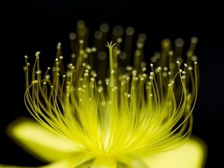 Обои желтый, макро, фон, цветок, черный фон, yellow, macro, background, flower, black background разрешение 1920x1279 Загрузить