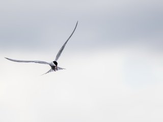 Обои полет, крылья, птица, клюв, перья, крачка, flight, wings, bird, beak, feathers, tern разрешение 2683x1440 Загрузить