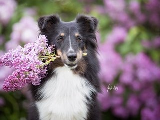 Обои собака, друг, сирень, шелти, шетландская овчарка, dog, each, lilac, sheltie, shetland sheepdog разрешение 2048x1365 Загрузить