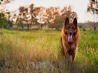 Обои трава, закат, собака, луг, язык, немецкая овчарка, овчарка, grass, sunset, dog, meadow, language, german shepherd, shepherd разрешение 1920x1080 Загрузить