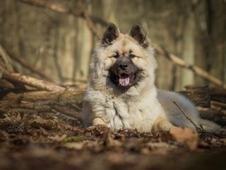 Обои природа, собака, язык, евразиер, nature, dog, language, the eurasier разрешение 2880x1800 Загрузить