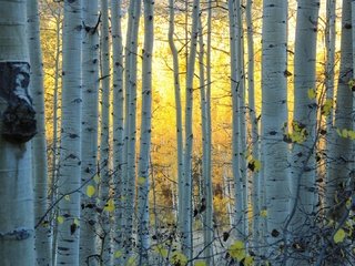 Обои деревья, аспен, лес, стволы, осень, сша, роща, колорадо, осина, trees, forest, trunks, autumn, usa, grove, colorado, aspen разрешение 1920x1080 Загрузить