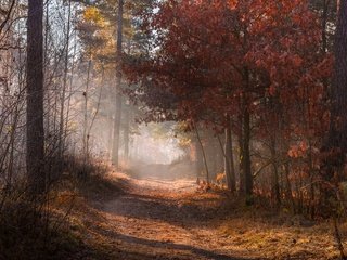 Обои дорога, природа, лес, листья, туман, осень, road, nature, forest, leaves, fog, autumn разрешение 1920x1200 Загрузить