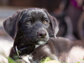 Обои взгляд, собака, щенок, ошейник, лабрадор, look, dog, puppy, collar, labrador разрешение 1920x1200 Загрузить