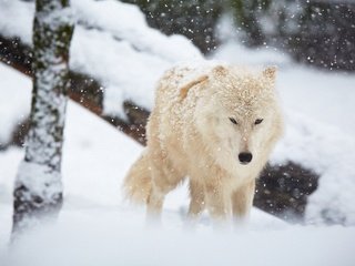 Обои зима, белый, хищник, волк, winter, white, predator, wolf разрешение 1920x1200 Загрузить