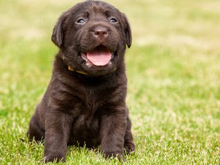 Обои трава, собака, щенок, язык, лабрадор, grass, dog, puppy, language, labrador разрешение 3840x2400 Загрузить