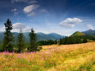 Обои небо, ель, цветы, трава, деревья, горы, природа, елка, склон, the sky, spruce, flowers, grass, trees, mountains, nature, tree, slope разрешение 5348x3689 Загрузить