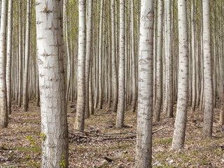 Обои деревья, лес, березы, сша, роща, орегон, trees, forest, birch, usa, grove, oregon разрешение 1920x1080 Загрузить