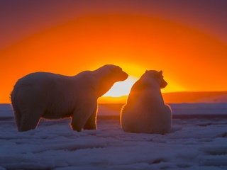 Обои снег, закат, медведи, арктика, белые медведи, полярные медведи, snow, sunset, bears, arctic, polar bears разрешение 3720x2480 Загрузить