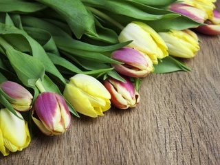 Обои цветы, бутоны, тюльпаны, flowers, buds, tulips разрешение 2880x1800 Загрузить