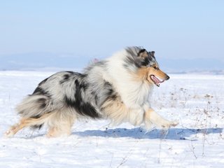 Обои снег, поле, собака, колли, шотландская овчарка, snow, field, dog, collie, scottish shepherd разрешение 3840x2400 Загрузить