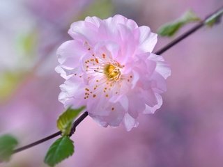 Обои цветок, лепестки, сад, весна, вишня, сакура, flower, petals, garden, spring, cherry, sakura разрешение 2880x1800 Загрузить