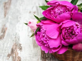 Обои цветы, лепестки, корзинка, пионы, flowers, petals, basket, peonies разрешение 1920x1200 Загрузить