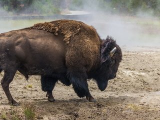 Обои природа, животное, рога, бизон, nature, animal, horns, buffalo разрешение 1920x1080 Загрузить