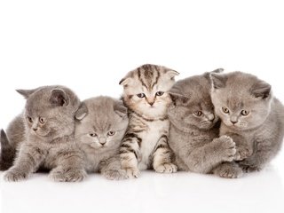 Обои мордочка, усы, взгляд, котенок, малыши, котята, muzzle, mustache, look, kitty, kids, kittens разрешение 4696x3073 Загрузить