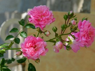 Обои цветы, бутоны, розы, лепестки, розовые, flowers, buds, roses, petals, pink разрешение 2846x1952 Загрузить