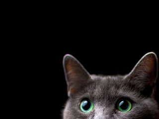 Обои фон, кот, мордочка, кошка, взгляд, черный фон, ушки, background, cat, muzzle, look, black background, ears разрешение 1920x1080 Загрузить