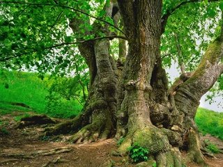 Обои природа, дерево, листья, ветки, стволы, весна, зеленые листья, nature, tree, leaves, branches, trunks, spring, green leaves разрешение 1920x1080 Загрузить