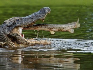 Обои вода, крокодил, пасть, рыба, пресмыкающиеся, щука, water, crocodile, mouth, fish, reptiles, pike разрешение 1920x1138 Загрузить