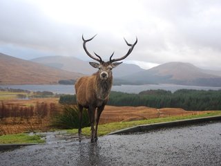Обои горы, олень, рога, шотландия, mountains, deer, horns, scotland разрешение 3872x2592 Загрузить