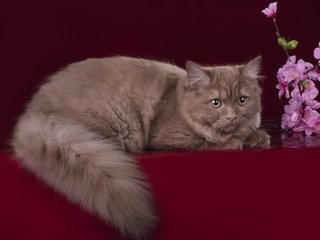Обои цветы, кот, кошка, хвост, британец, британская длинношерстная, flowers, cat, tail, british, british longhair разрешение 2880x1800 Загрузить
