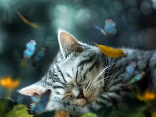 Обои арт, природа, сон, котенок, бабочки, животное, коллаж, art, nature, sleep, kitty, butterfly, animal, collage разрешение 3236x2000 Загрузить