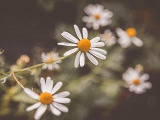 Обои цветы, лепестки, размытость, ромашки, белые, белые цветы, flowers, petals, blur, chamomile, white, white flowers разрешение 3008x2000 Загрузить