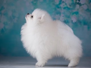 Обои фон, пушистый, белый, собака, щенок, профиль, шпиц, background, fluffy, white, dog, puppy, profile, spitz разрешение 3600x2317 Загрузить