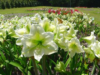 Обои цветы, белые, амариллис, flowers, white, amaryllis разрешение 3200x1800 Загрузить