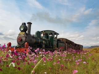 Обои цветы, ретро, луг, англия, паровоз, космея, flowers, retro, meadow, england, the engine, kosmeya разрешение 4608x3456 Загрузить