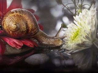 Обои цветы, макро, отражение, улитка, flowers, macro, reflection, snail разрешение 2048x1135 Загрузить