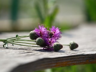 Обои цветы, макро, растение, чертополох, деревянная поверхность, flowers, macro, plant, thistle, wooden surface разрешение 1920x1280 Загрузить