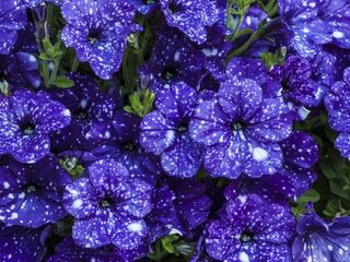 Обои цветы, красивые, фиолетовые, петунья, flowers, beautiful, purple, petunia разрешение 5616x3744 Загрузить